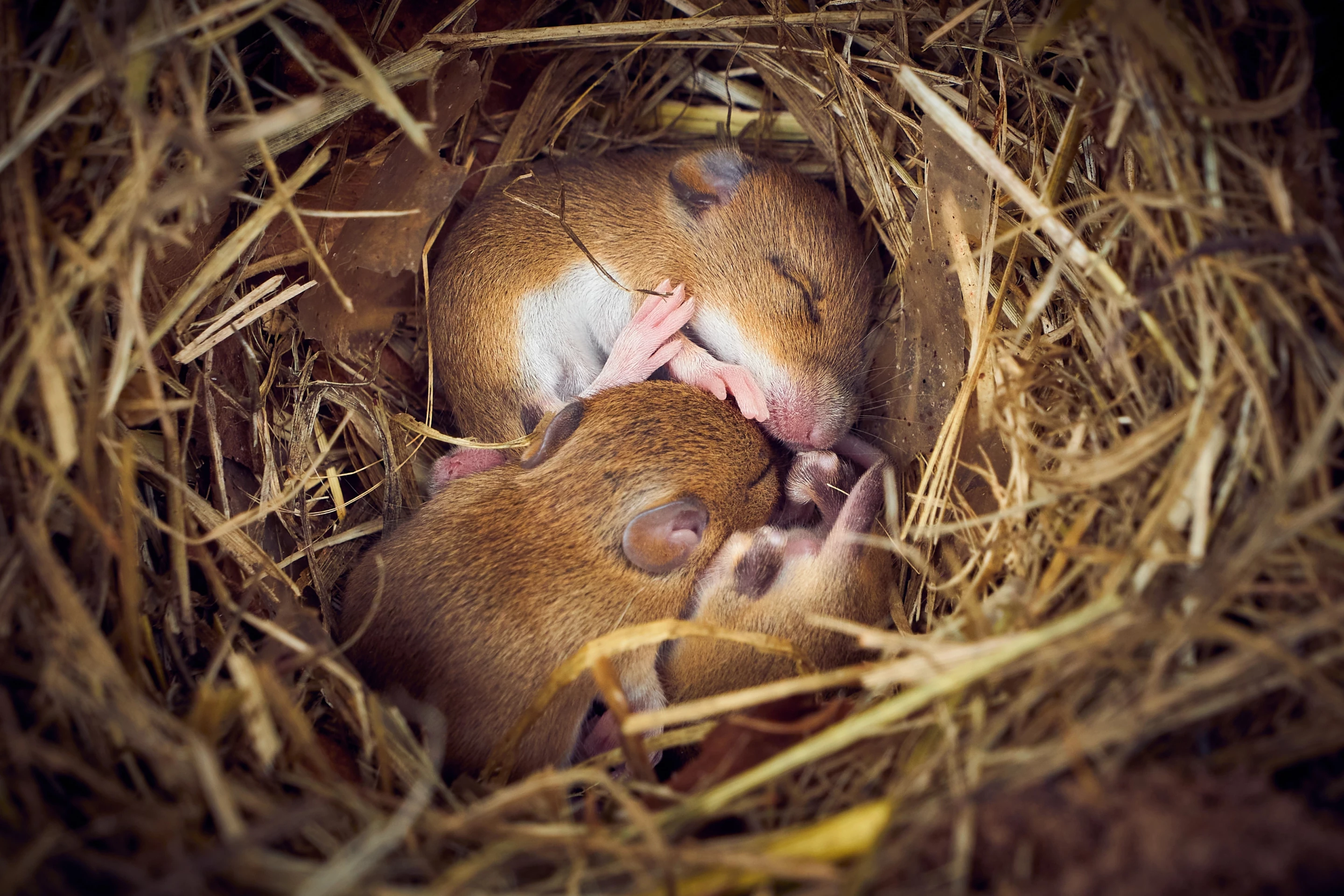 Baby mice born to iron-deficient moms didn't always have the sex organs that match their chromosomes in an new study led by researchers at Osaka University