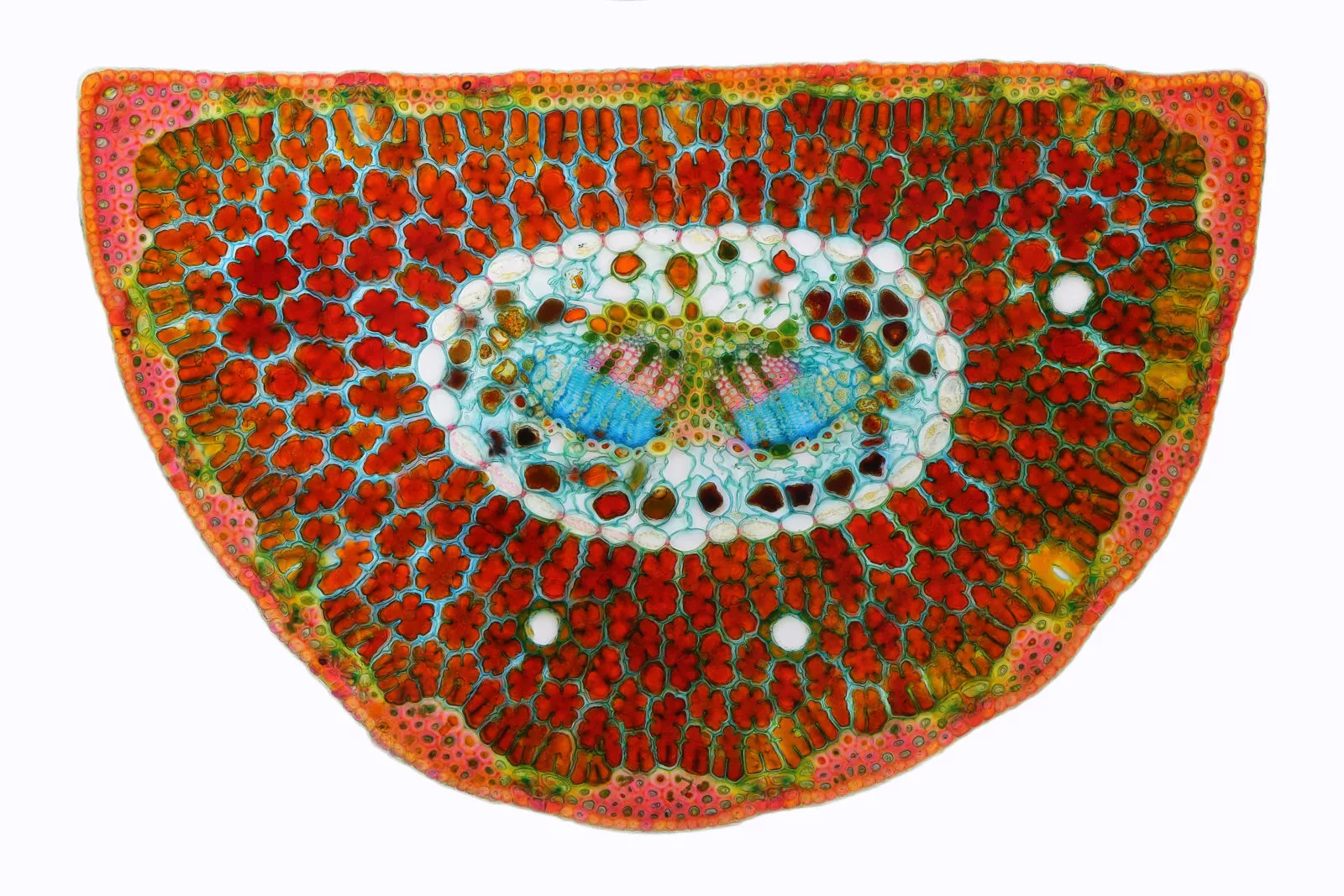 Honorable Mention: A cross section of a Bosnian pine tree