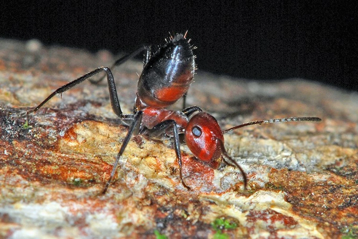 As the first exploding ant described since 1935, Colobopsis explodens has now been selected as the model species for the group