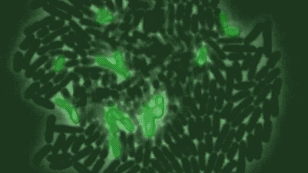 The bright green areas indicate those bacteria that have absorbed large amounts of the antimicrobial molecule, killing them but allowing the rest of the colony to continue to grow
