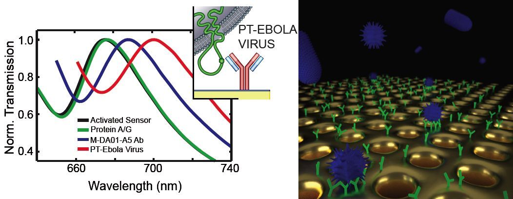 A new biosensor can instantly detect viruses in body fluids, with little or no sample preparation (Image: Hatice Altug)