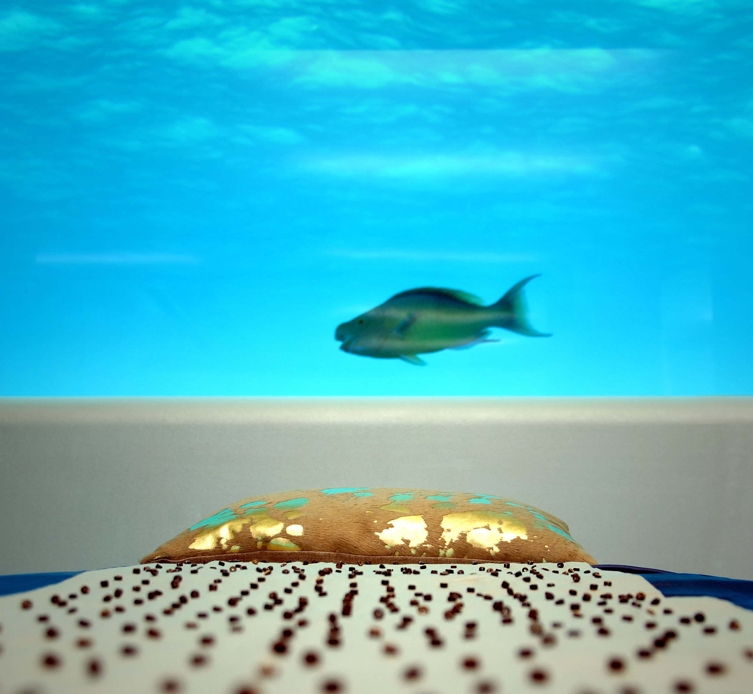 Local fish and underwater life can be observed from within the submarine spa