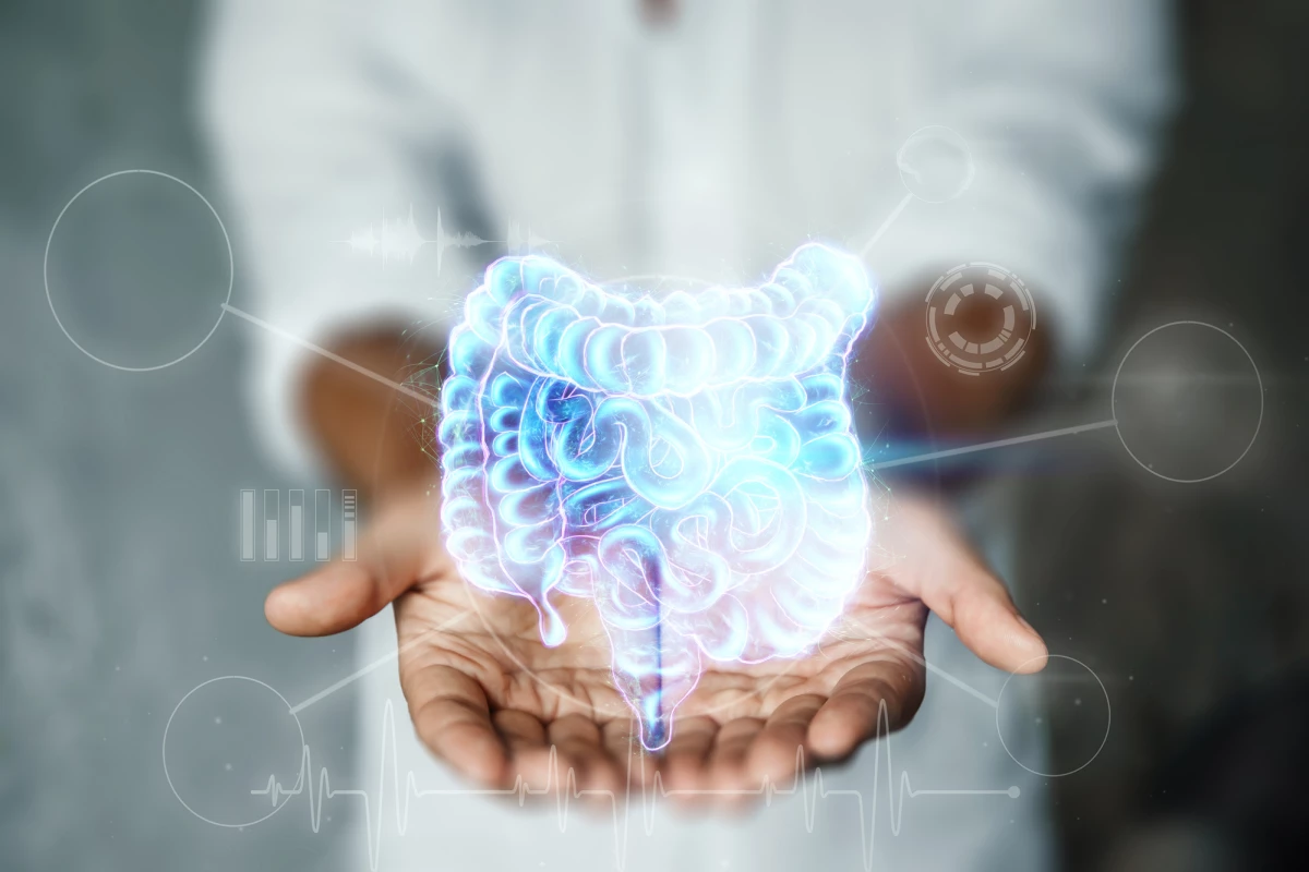 Researchers have created a miniature 3D colon complete with immune system components