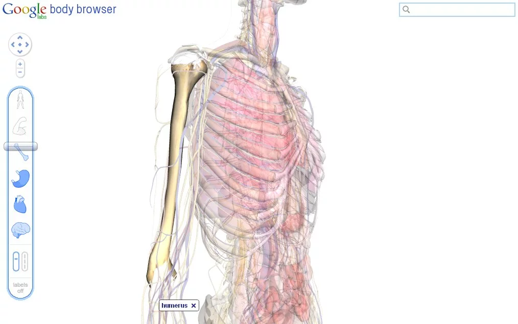 Identification of highlighted body parts will provide useful assistance to students of the human body