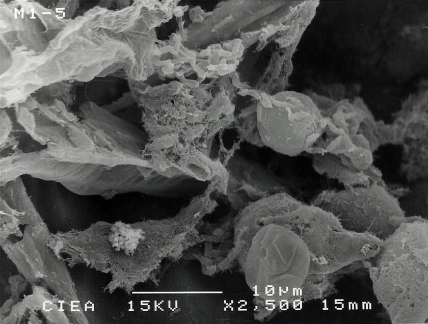 A microscope image of a peanut shell