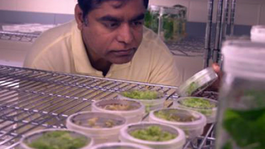 Dr. Henry Daniell has developed a cheap way to produce ethanol from waste materials (Image: Jacque Brund)