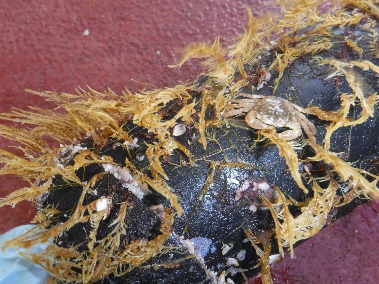 Plastic debris from the Great Pacific Garbage Patch is home to both coastal organisms (the yellow podded hydroids Aglaophenia pluma) and open-ocean organisms (Planes crab and Lepas gooseneck barnacles)