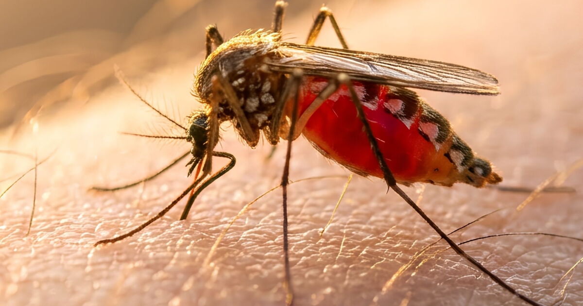 Mosquito up close sucking blood