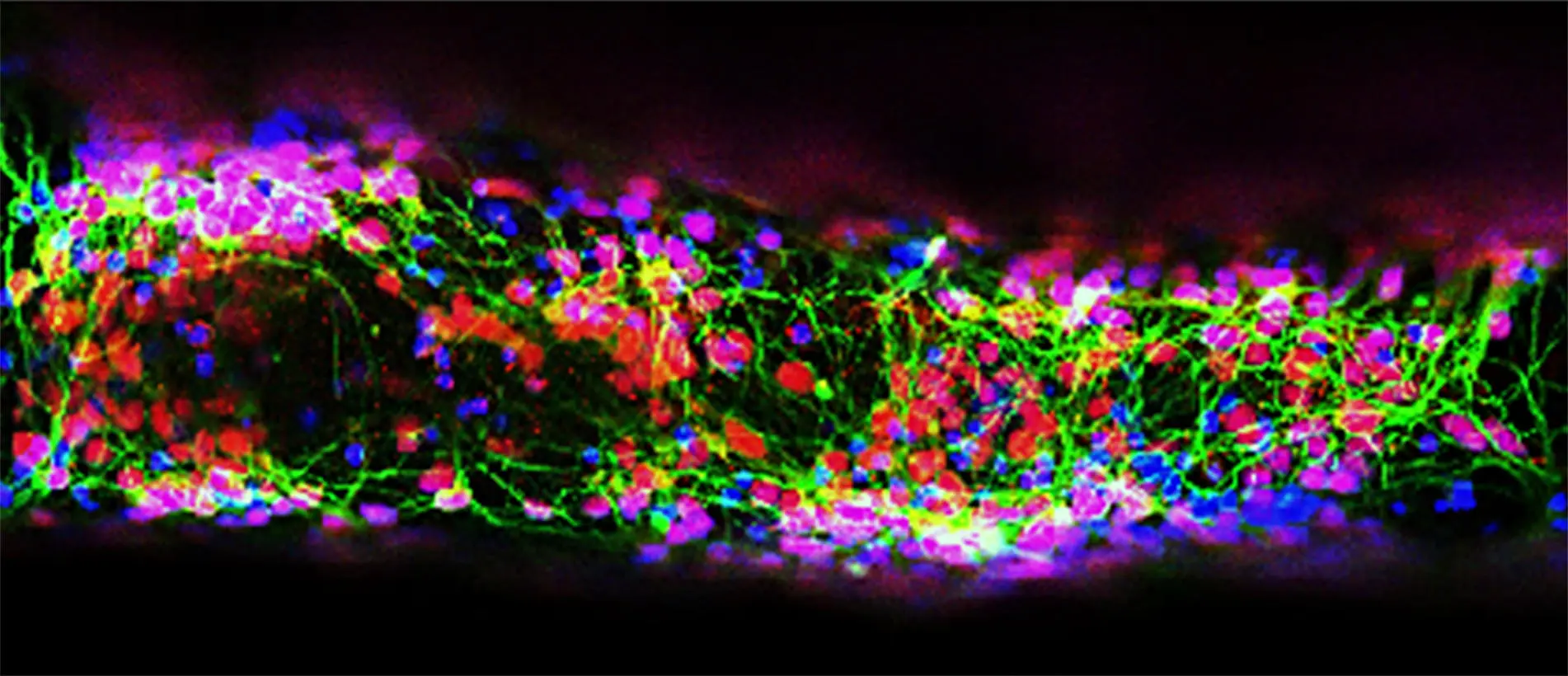 A stained-color image that shows the living cells that survived the 3D printing process