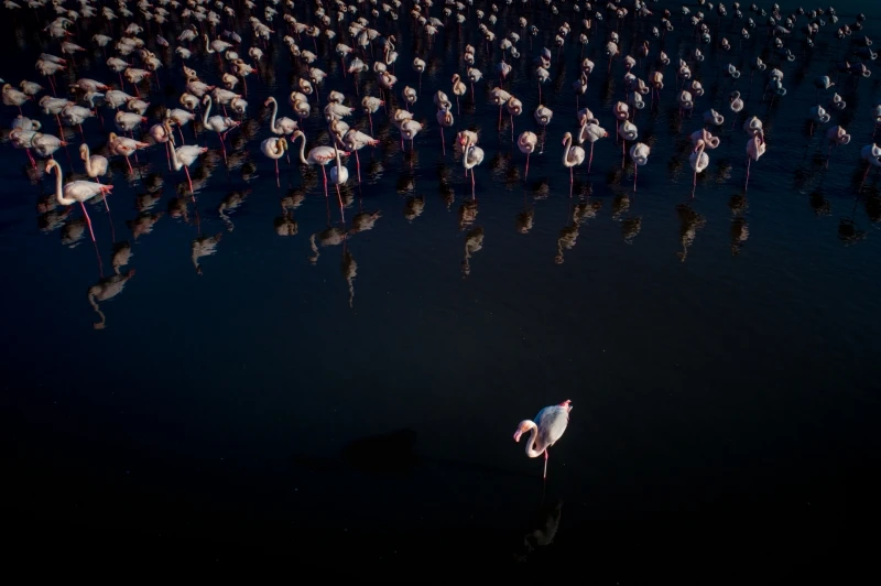 Beautiful Army: Commended in the Wildlife category