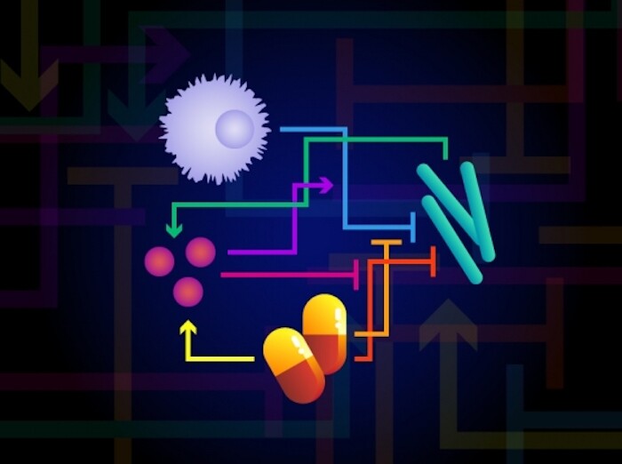A new study shows that antibiotics can directly affect the cells of an animal, and the changes aren't always for the better
