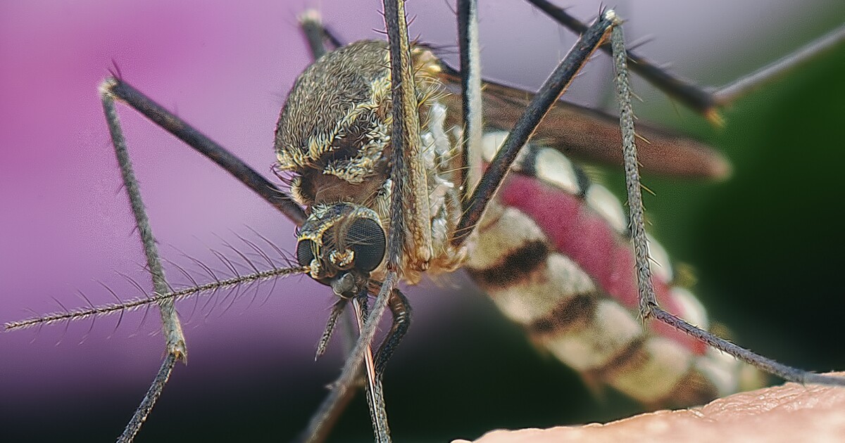 80-year mystery solved with discovery of how flesh-eating ulcer is spread 80-year mystery solved with discovery of how flesh-eating ulcer is spread