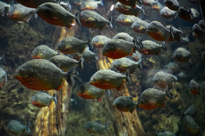 Different types of piranhas make different sounds – a fact which could be used to detect what types of the fish are in which areas