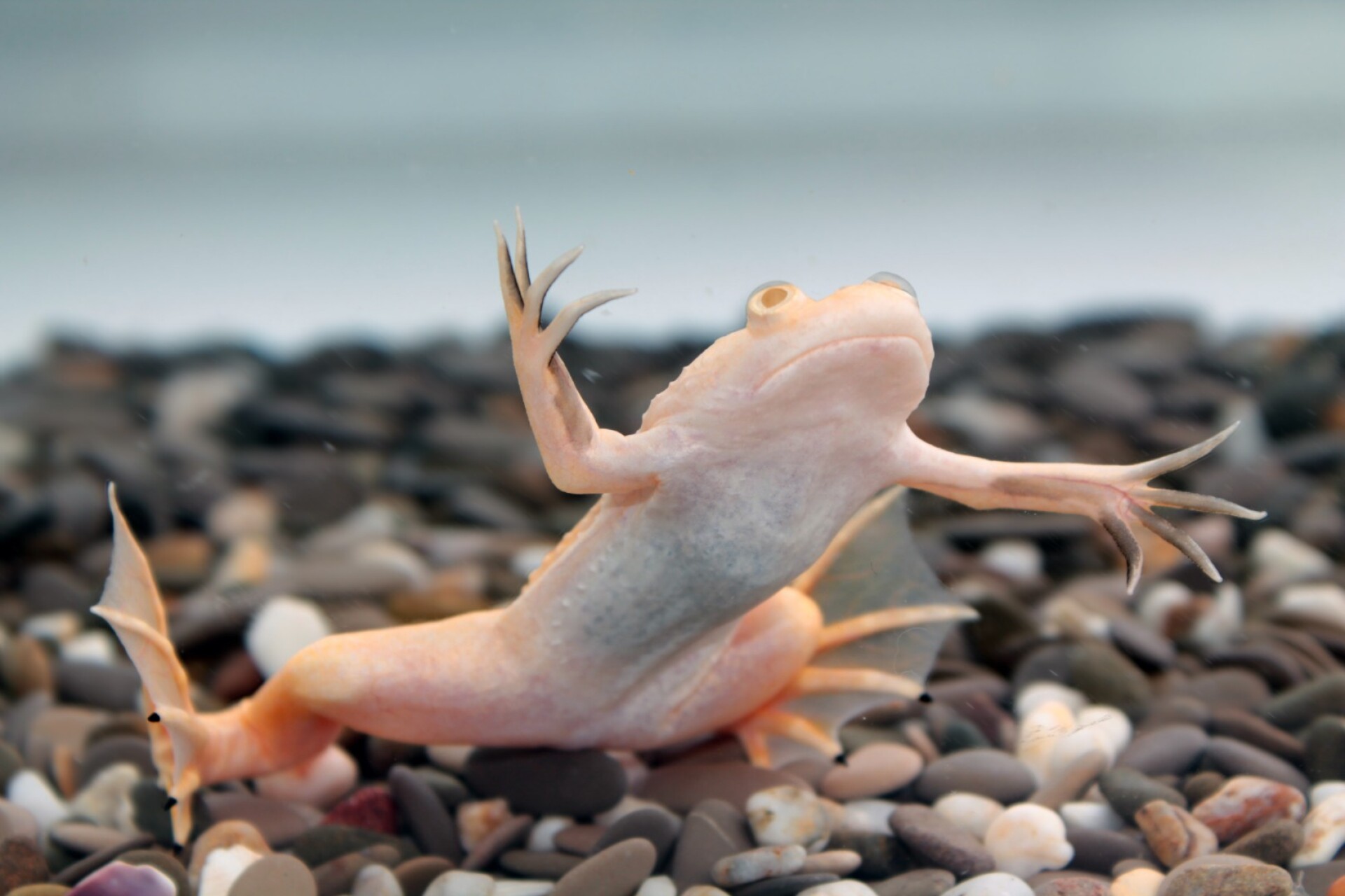 Wearable bioreactor stimulates limb regrowth in frogs
