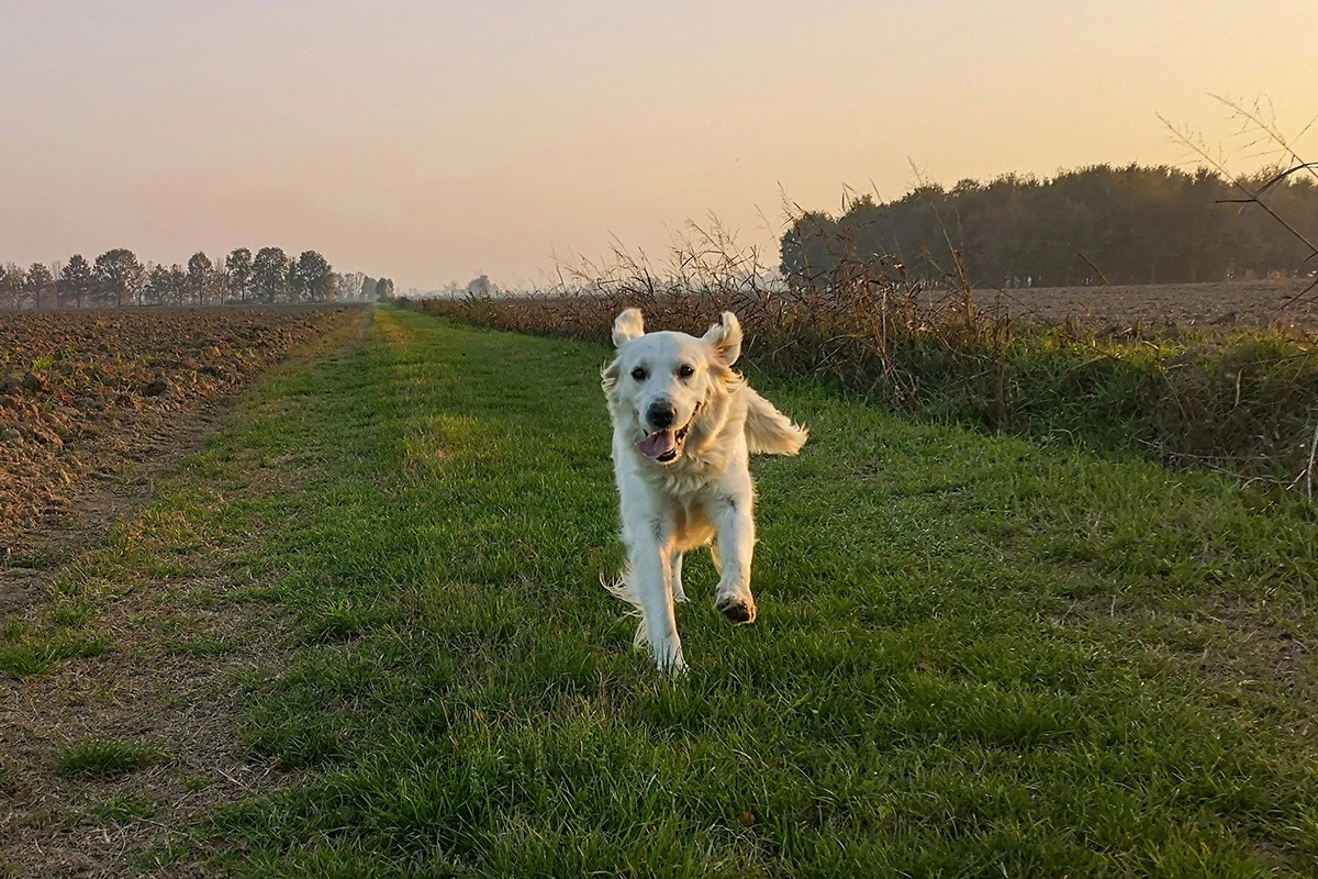 Ultimately, preventing obesity in dogs still comes down to good ol' exercise and diet management