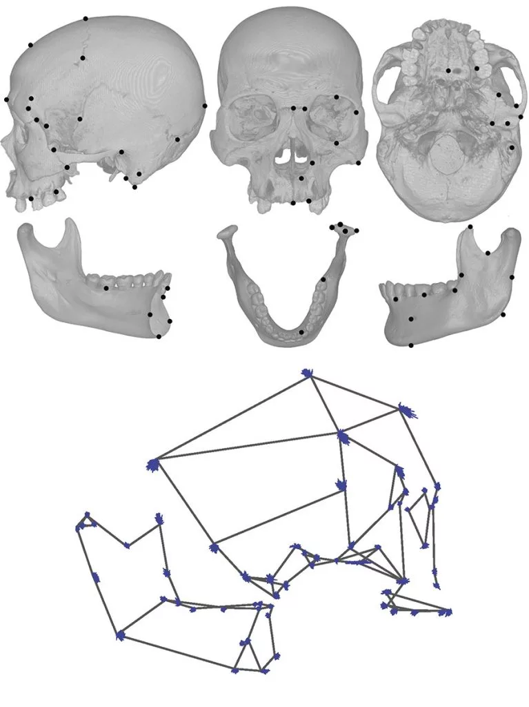 The researchers measured specific points on human skulls, and found differences between the skulls of foragers and those of farmers