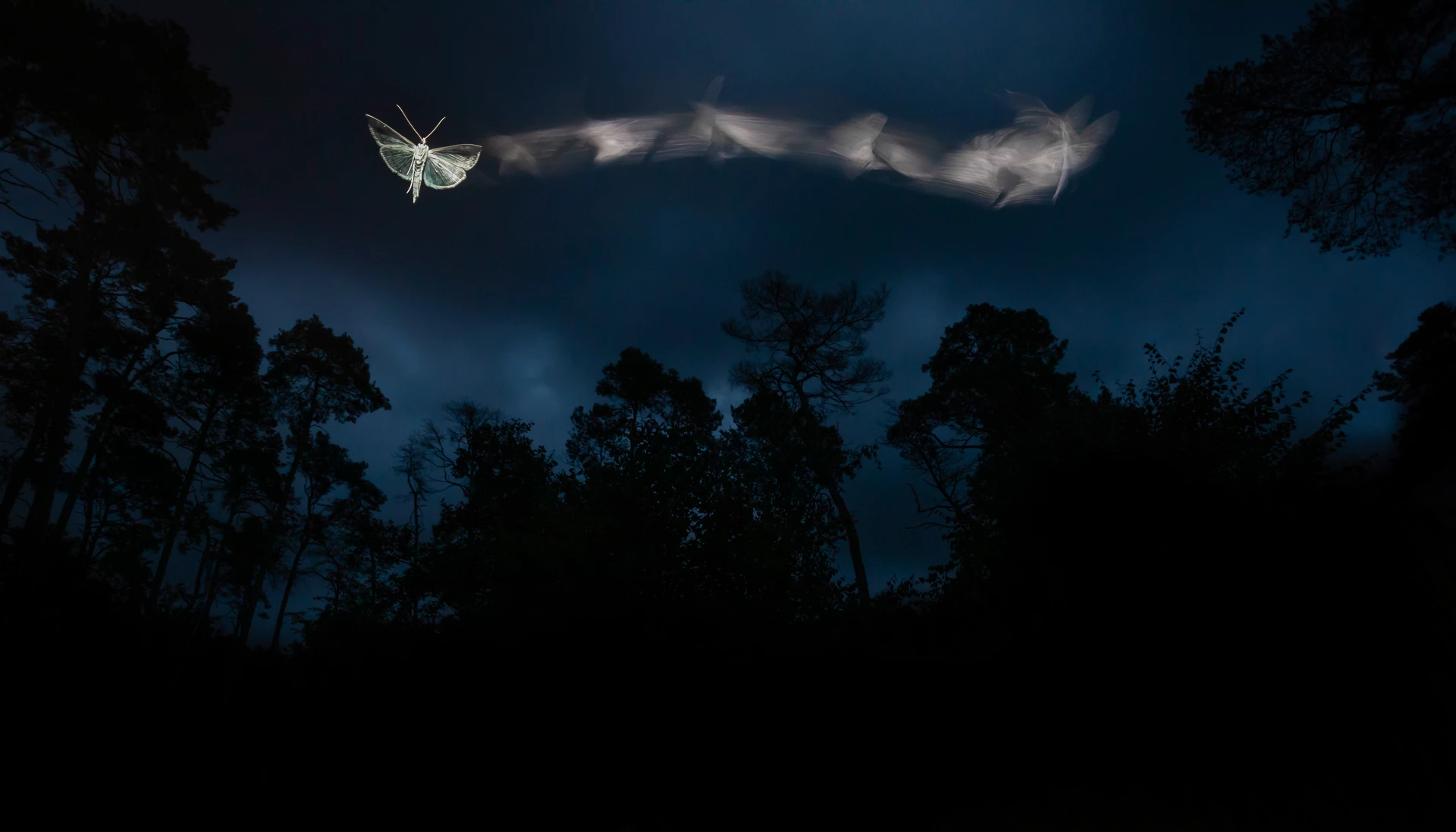 Small World - Winner. "The Journey of a Moth". Őrségi National Park, Hungary