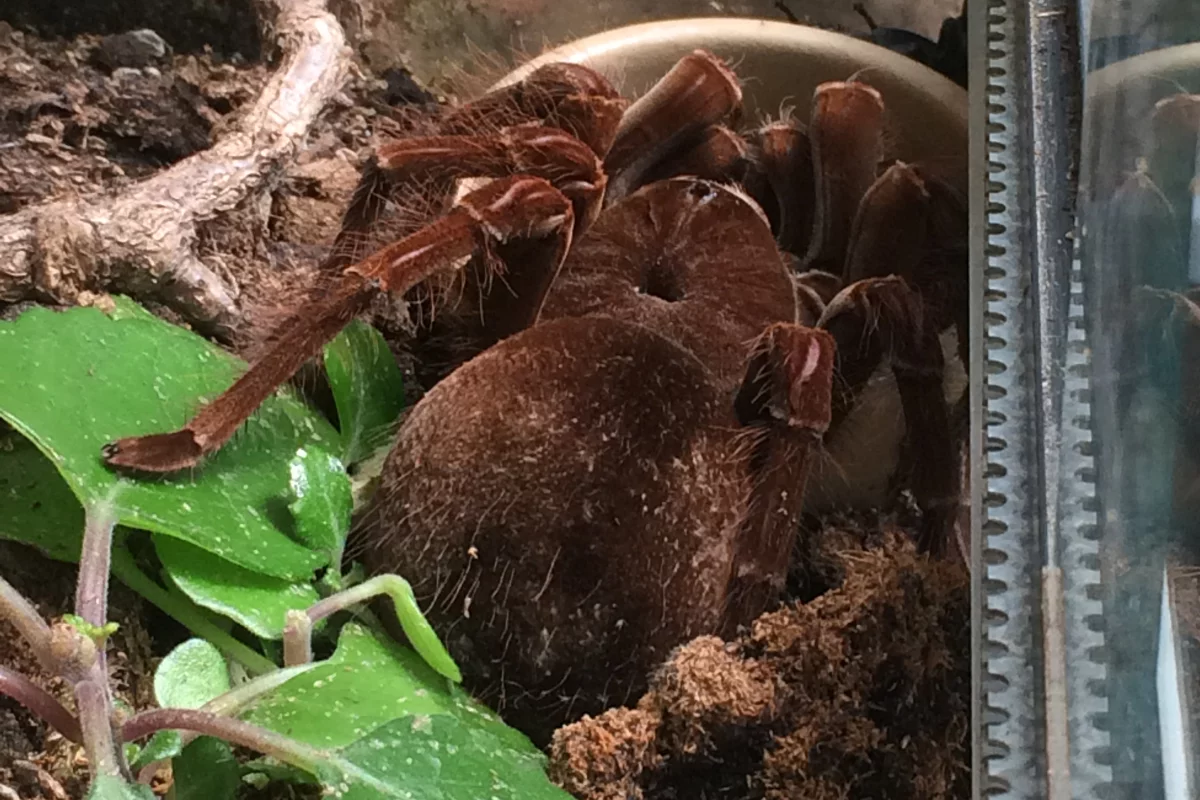 Peptides from the venom of the Pinkfoot Goliath tarantula have been found to have pain-relieving properties