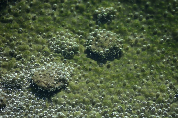 Using genetic modification, researchers have boosted the hydrogen output of algae