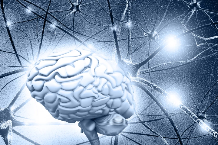 Sugar stores in the brain were previously thought to be unimportant