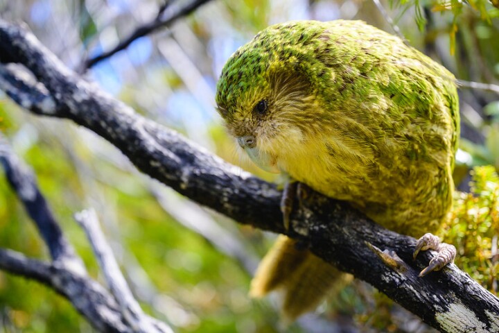 Bunker is one of the four birds off on their new journey to the New Zealand mainland