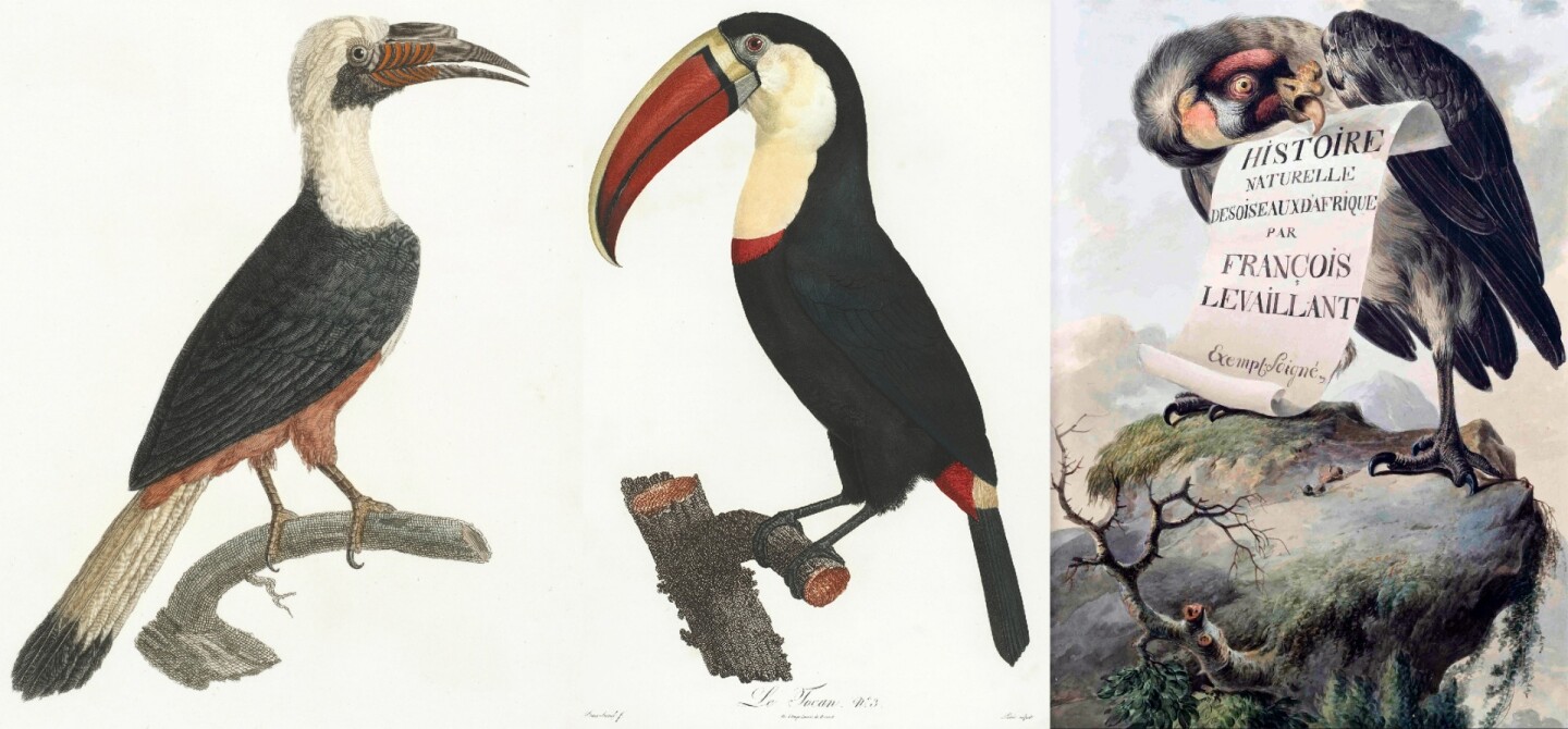 $292,800 | 'Natural history of parrots' by Francois Levaillant | Auction House: Arader Galleries | Sale price: US$292,800 | Official Estimate: US$250,000 to $300,000 | Date of sale: January 27, 2018