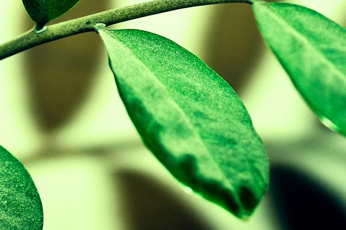 Dusty plant leaf