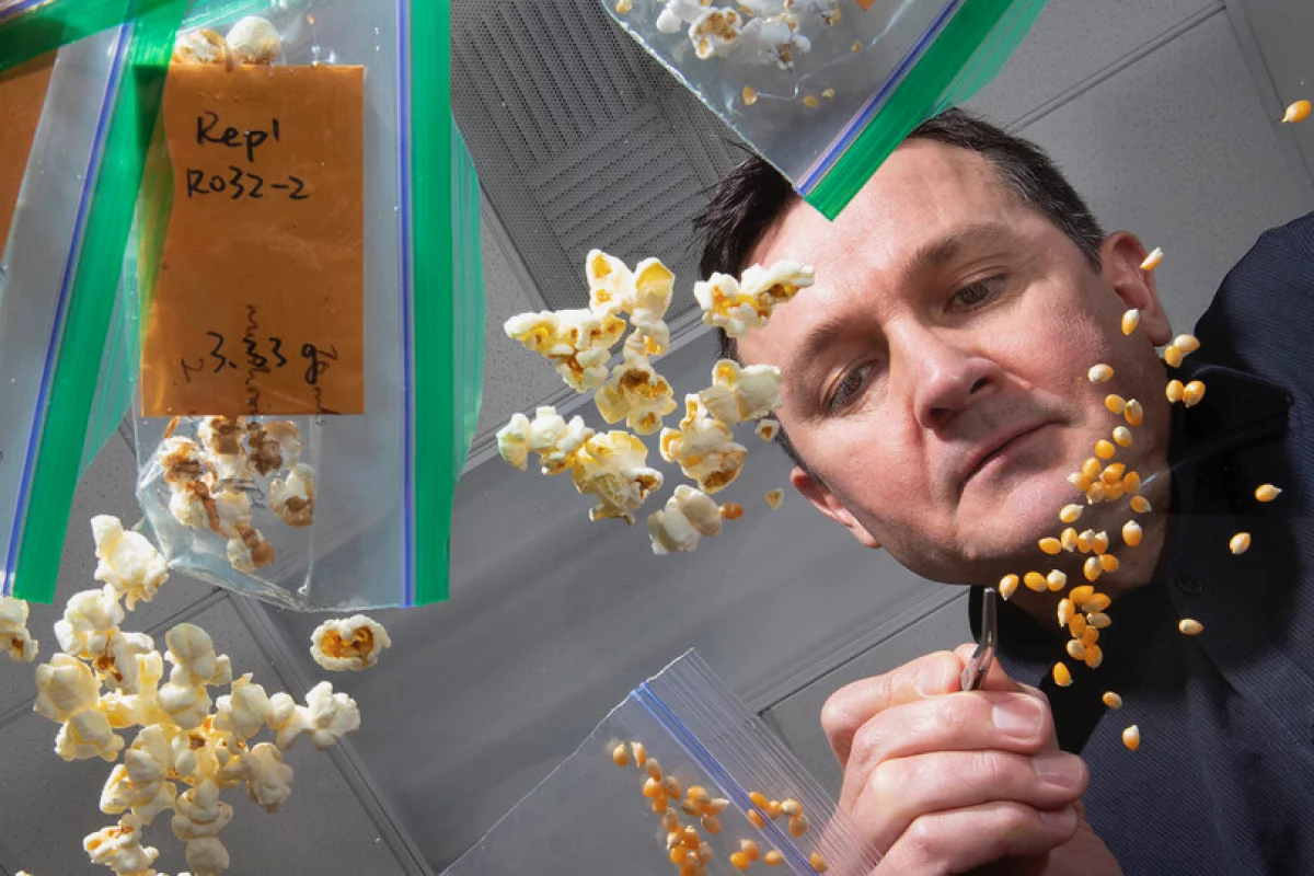 Lead scientist David Holding sorts popcorn on a light table in his lab