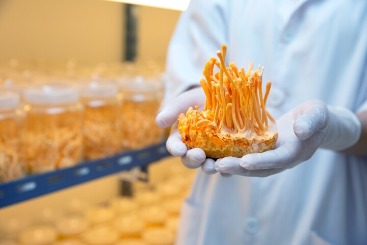 Lab-grown cordyceps, such as that in most cheap supplements sold today, has very low levels of cordycepin, say Korean researchers who have found a way to supercharge production of this key compound