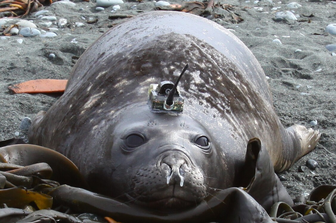 Elephant seal with CTD tag. Photo credit: Chris Oosthuizen