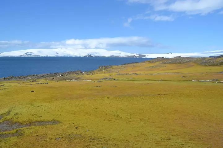 This picture, taken on Antarctica's Green Island, is a bit greener than most people would picture the icy continent, but a new study shows that plant life is increasing in response to warmer temperatures