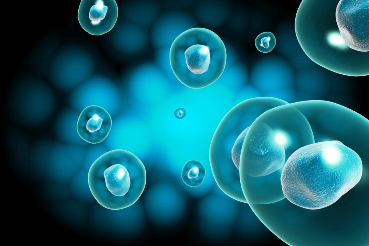 Discovered in 2006, induced pluripotent stem cells can be coaxed into any kind of cell in the human body