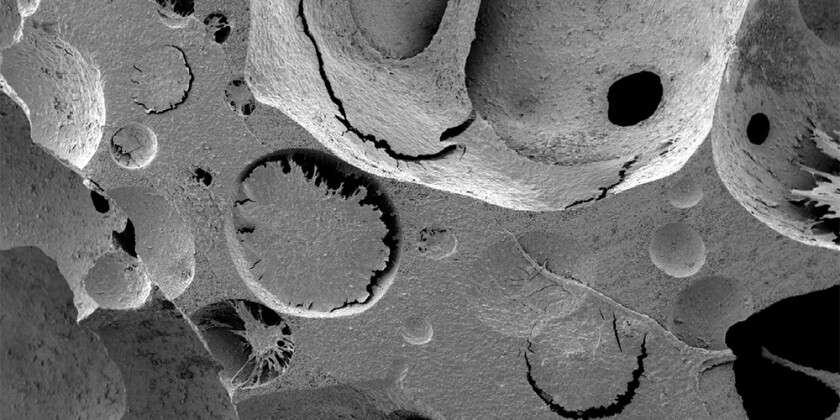 Image showing the deposition of functional cells needed for the maturation of red and white blood cells on an engineered scaffold