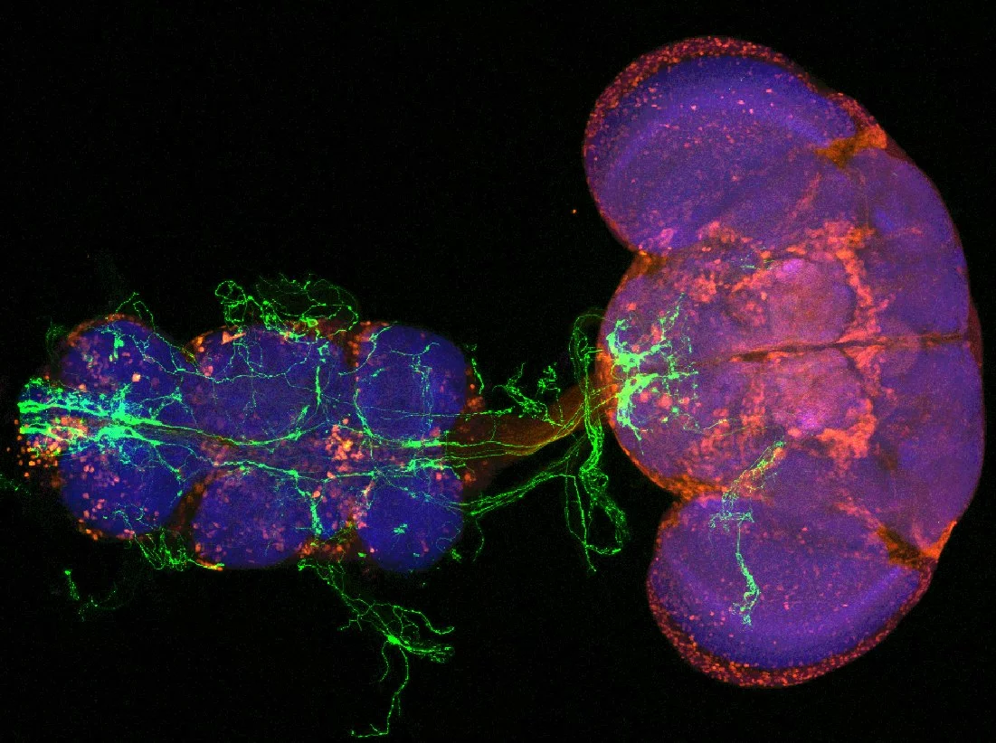 Brain and ventral nerve cord of an uninjured fly showing nociceptive sensory neurons can be seen in green, stained with an inhibitory neurotransmitter (red) and neuronal synaptic marker nc82 (blue)