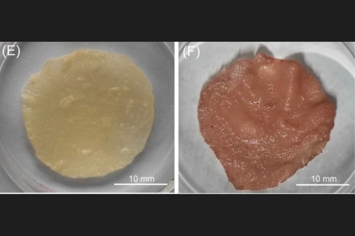 Meat grown as slices using the prolamin/zein ink, before (left) and after being colored with beet juice