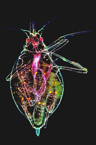 Winner: Popular VoteDr. Tomas CabelloUniversidad of AlmerÃaRoquetas de Mar, SpainApterous Aphis fabae (black bean aphid) female with offspring inside the body (40x)