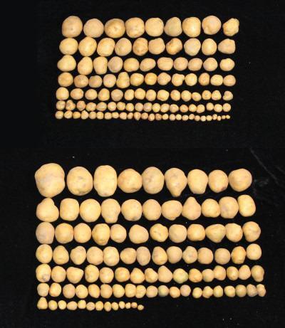 A comparison of the yields from an unmodified potato plant (top) to a modified plant (bottom)