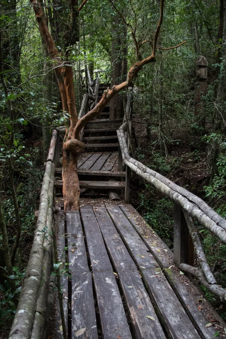 Elevated wooden walkways that twist and turn through the trees