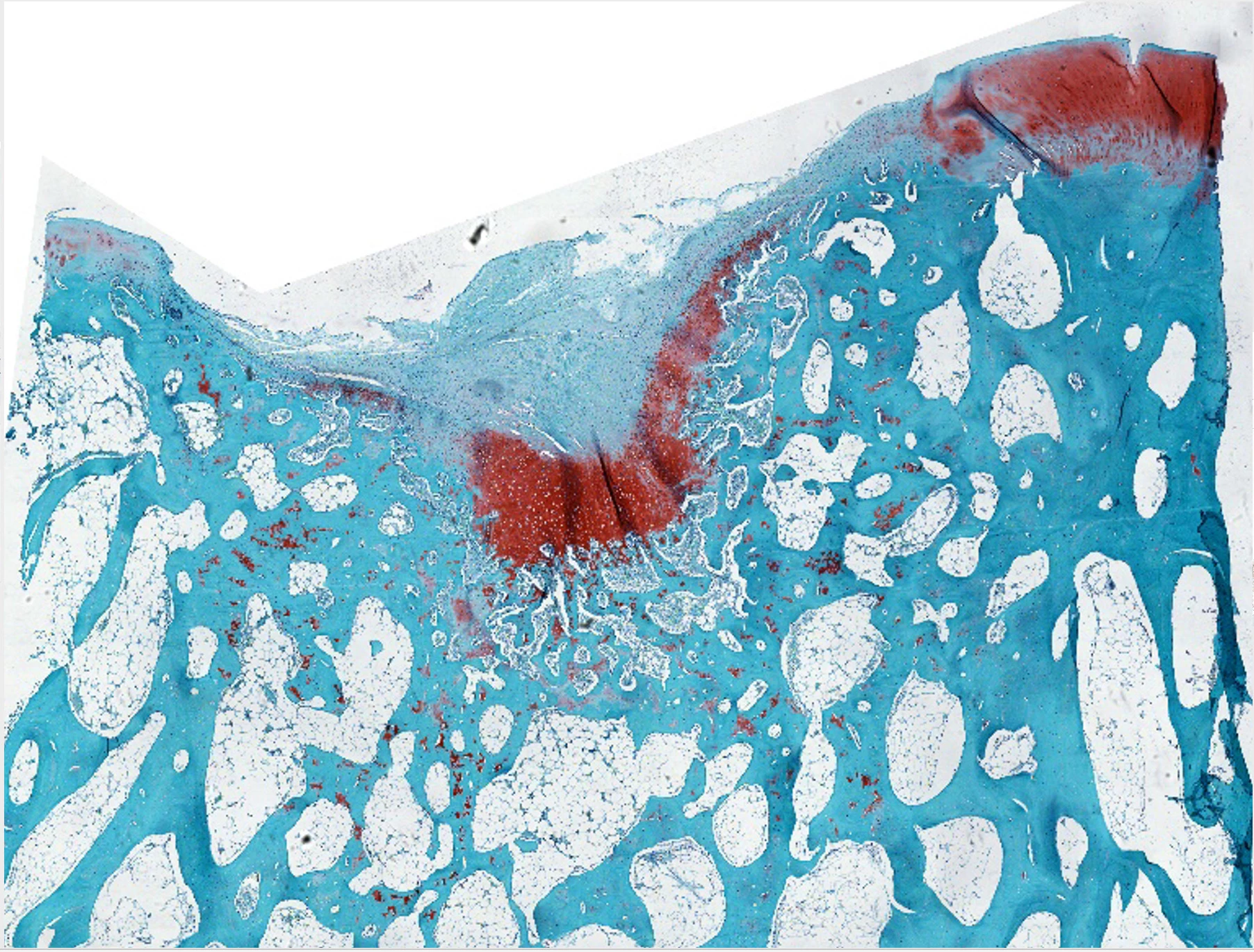 Control cartilage (stained with safranin), with a defect on the upper left of the image