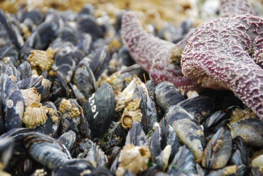 The robomussels wirelessly transmit data once every 10 to 30 minutes