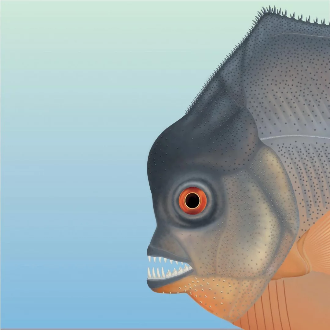Although it evolved along similar lines as the piranha, Piranhamesodon pinnatomus is not thought to have been related to the present-day fish