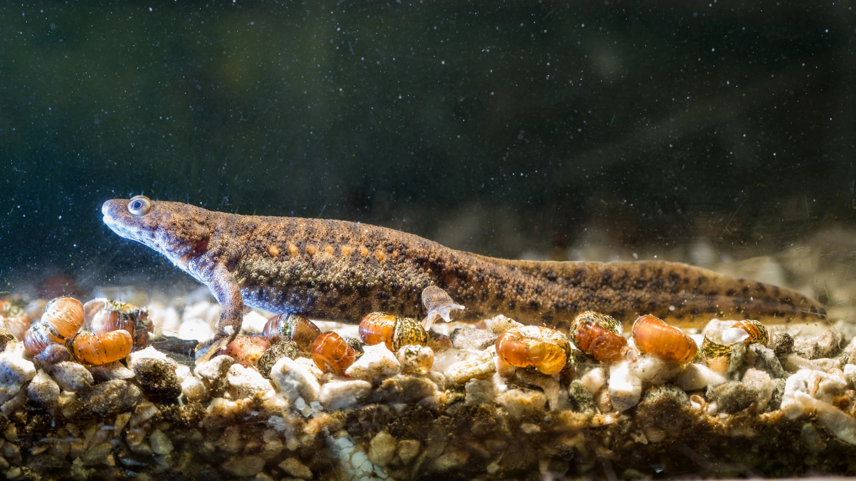 The Iberian ribbed newt might be relatively small, but it has the mighty power to regenerate its limbs and parts of its heart