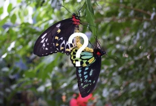 PicAnswers.com - anyone recognize these butterflies?