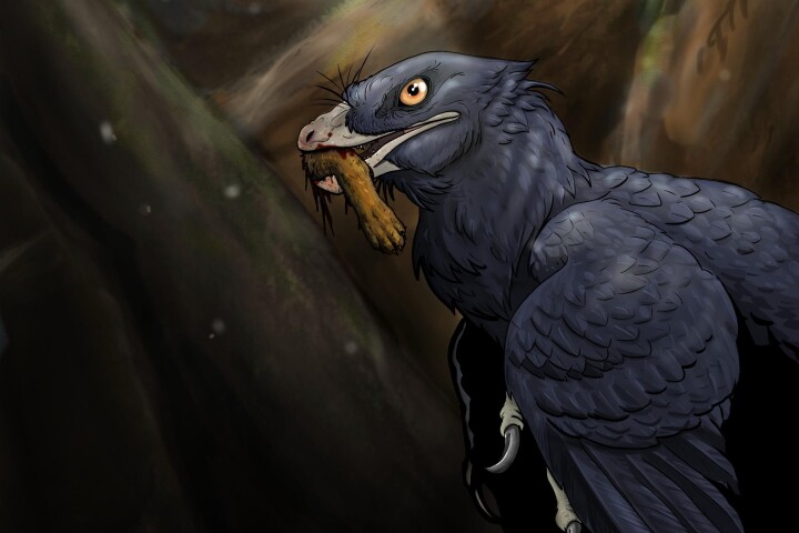 An illustration of the Microraptor zhaoianus, munching on a mammal foot