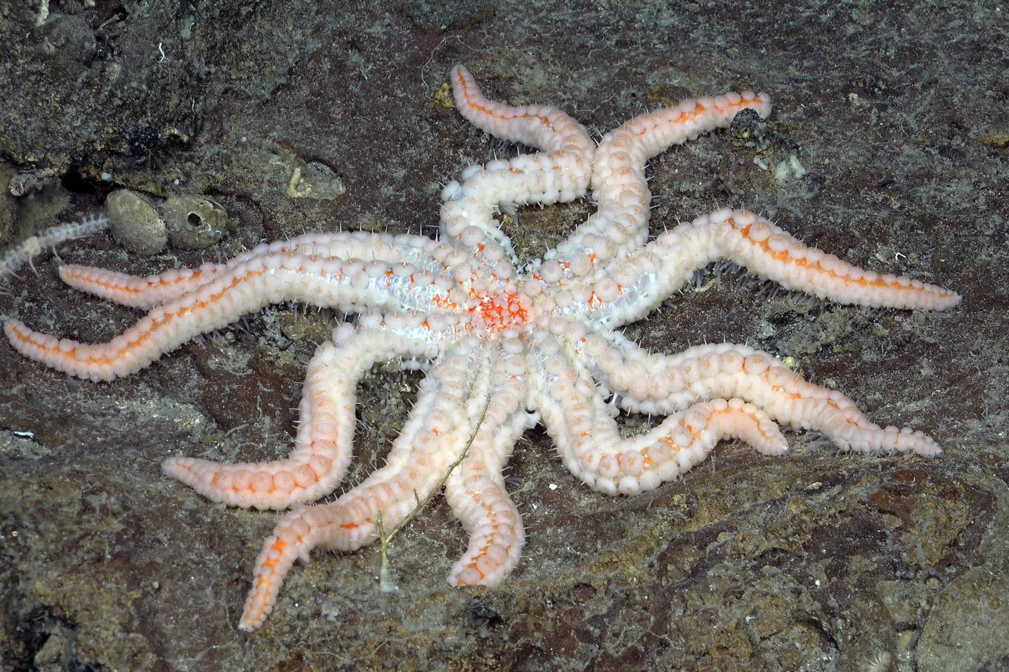 A Coronaster starfish found on the southwestern flank of Rapa Nui