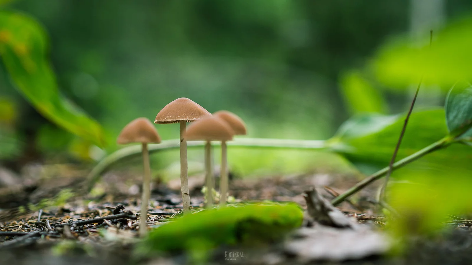 Psilocybin, the active ingredient in magic mushrooms, is undergoing a renaissance in medical research (Credit: kooikkari Flickr CC BY SA 2.0)