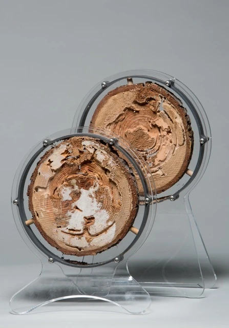 The Termitat is available in two models, that feature different types of stands