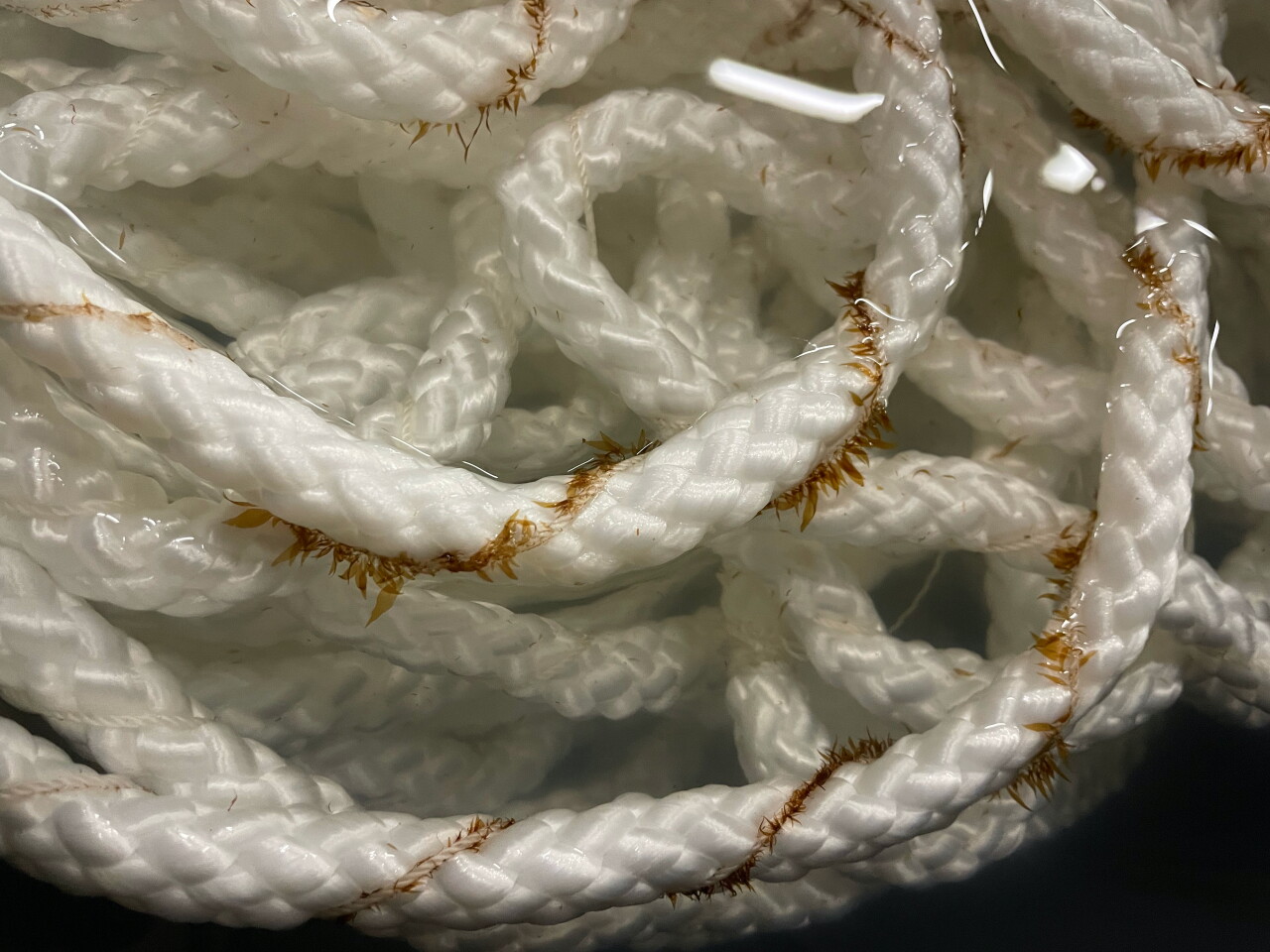 Kelp is grown on ropes suspended in pens