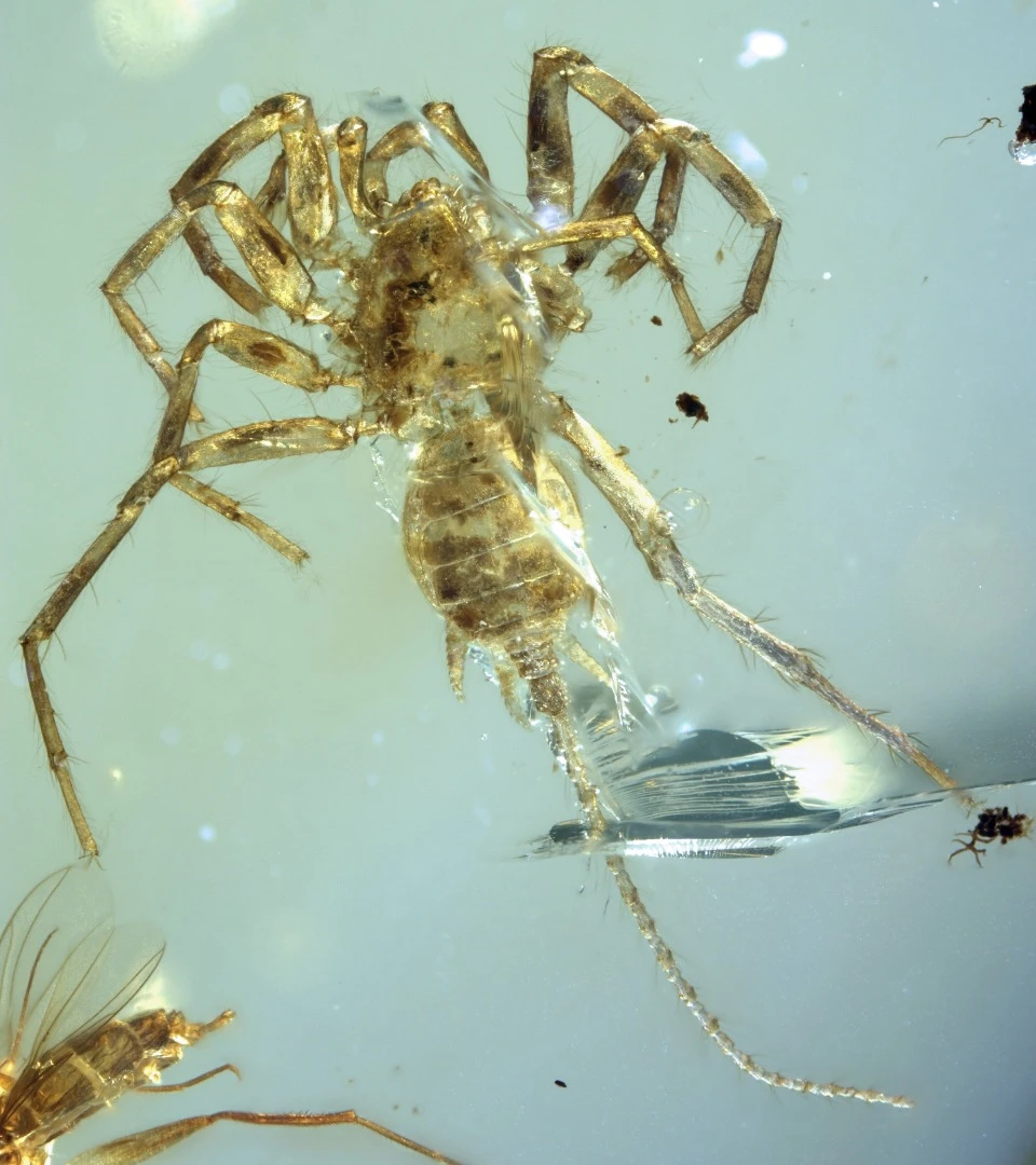 A Chimerarachne specimen, preserved in amber