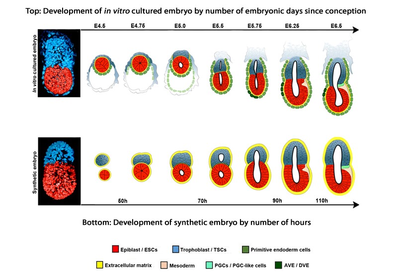 Researchers developed an artificial mouse embryo from two types of stem cells